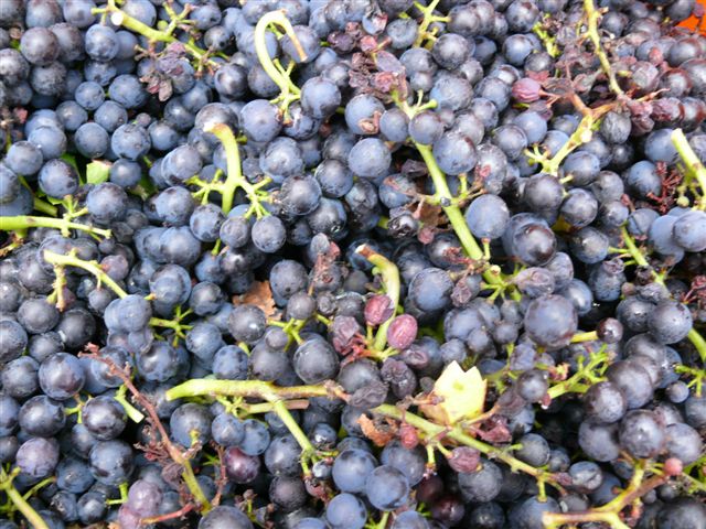 redgrapes redgrapes
