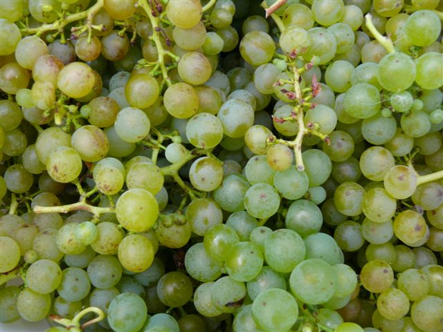 whitegrapes whitegrapes