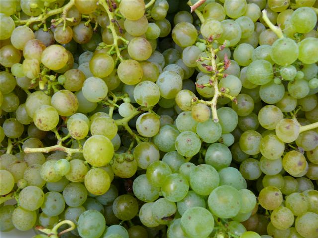 whitegrapes